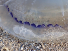 Rhizostoma octopus