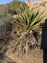 Yucca schidigera