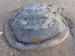 Rhizostoma octopus