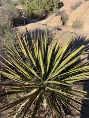 Yucca schidigera