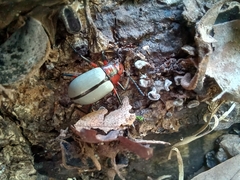 Poecilesthus suturalis