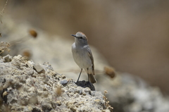 Muscisaxicola rufivertex