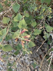 Brickellia desertorum