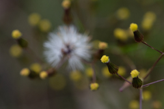 Senecio quadridentatus