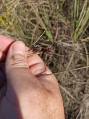 Schoenus nigricans