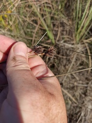 Schoenus nigricans