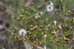 Senecio quadridentatus
