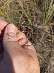 Schoenus nigricans
