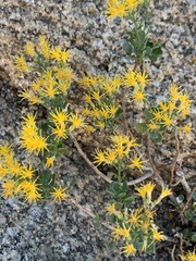 Ericameria cuneata