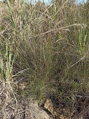 Schoenus nigricans