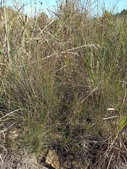 Schoenus nigricans