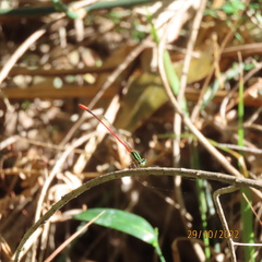 Argiocnemis rubescens