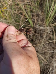 Schoenus nigricans