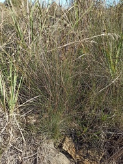 Schoenus nigricans