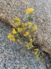 Ericameria cuneata