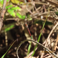 Argiocnemis rubescens