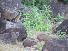 Procavia capensis