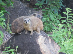 Procavia capensis