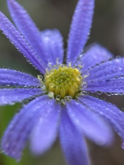Aster