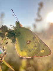 Colias poliographus