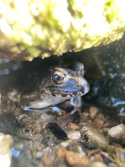 Fejervarya kawamurai