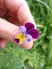 Viola × wittrockiana