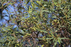 Corymbia hylandii