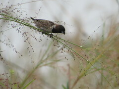 Spermestes cucullata