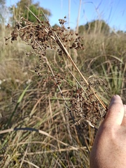Cladium mariscus