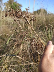 Cladium mariscus