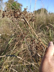 Cladium mariscus