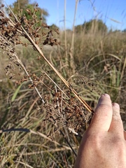 Cladium mariscus