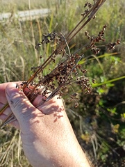 Cladium mariscus