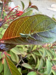 Zelus renardii