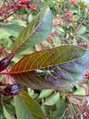 Zelus renardii