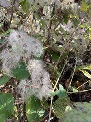 Clematis virginiana