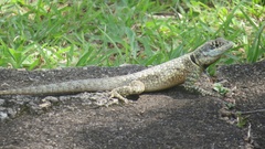 Tropidurus catalanensis