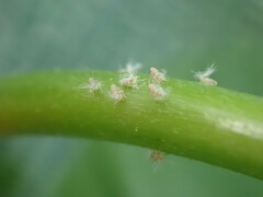 Scolypopa australis