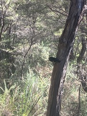 Petroica macrocephala macrocephala