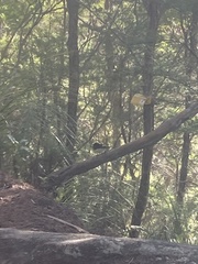 Petroica macrocephala macrocephala