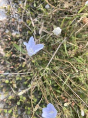 Wahlenbergia albomarginata