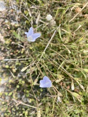 Wahlenbergia albomarginata