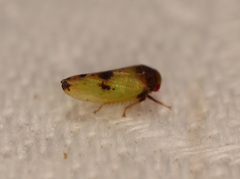 Batracomorphus