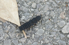 Nyctophila reichii