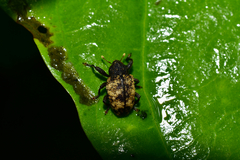 Apteromechus