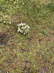 Gentianella saxosa