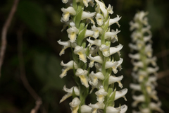 Spiranthes odorata