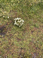 Gentianella saxosa