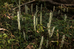 Spiranthes odorata