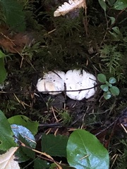 Cantharellus subalbidus